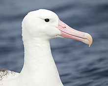 southern-albatross